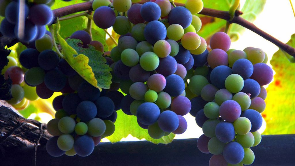 Созревание винограда, Грузинское вино, Грузия