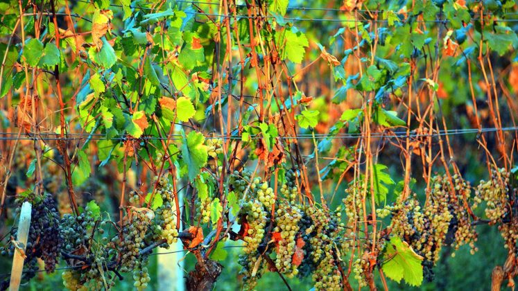 Произростание винограда, Грузинское вино, Грузия