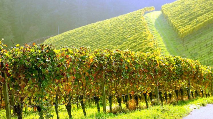 Виноградники в Алазанской долине, Грузинское вино, Грузия